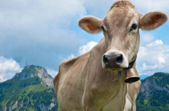 Discover 10+ facts why do hikers wear bells Why do hikers wear cowbells: Important 10+ Facts To know