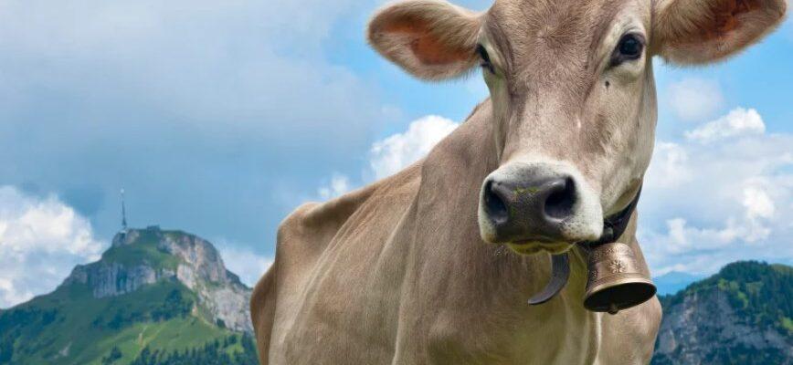 Why do hikers wear cowbells: Important 10+ Facts To know