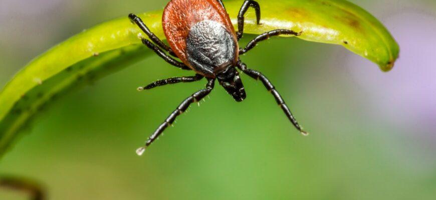 how to prevent ticks while hiking